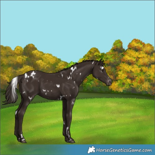 Horse Color:White Spotted Liver Chestnut Blanket 