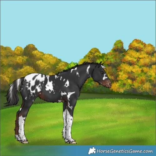 Horse Color:White Spotted Liver Chestnut Tobiano Appaloosa