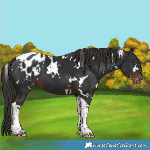 Horse Color:White Spotted Liver Chestnut Tobiano Blanket 