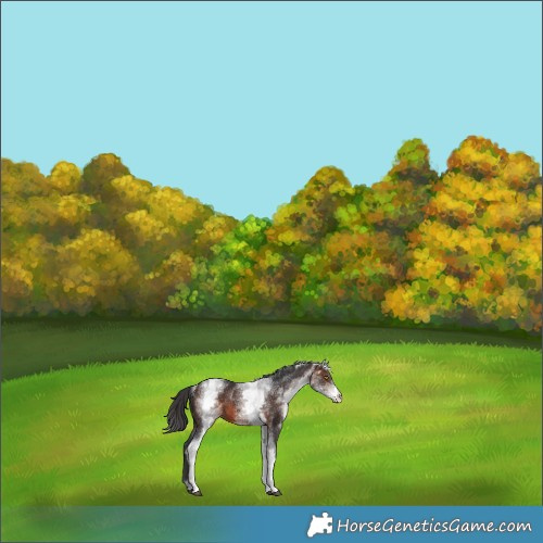 Horse Color:White Spotted Brown 