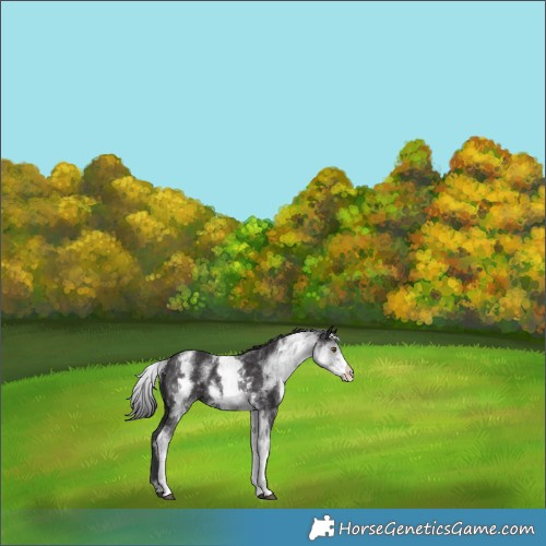 Horse Color:White Spotted Smoky Black Rabicano