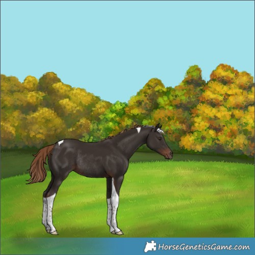 Horse Color:Liver Chestnut Tobiano Rabicano