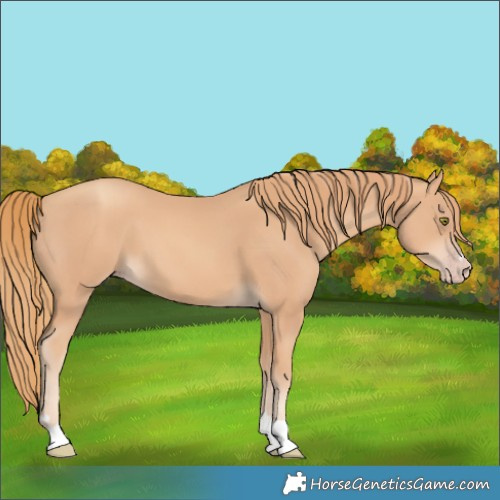Horse Color:Gold Champagne