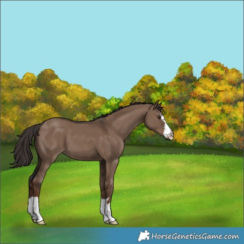 Horse Color:Liver Red Dun