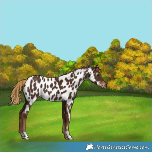 Horse Color:Gray Chestnut Near Leopard