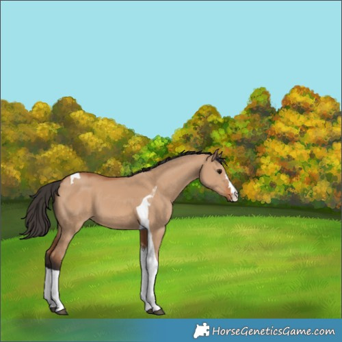 Horse Color:Bay Dun Tobiano 
