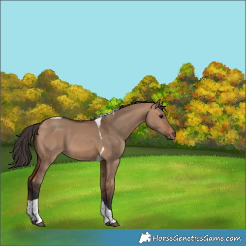 Horse Color:Bay Dun Tobiano