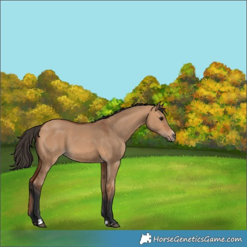 Horse Color:Bay Dun 