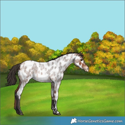Horse Color:White Spotted Bay Roan Near Leopard 