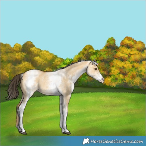 Horse Color:White Spotted Buckskin Dun Rabicano