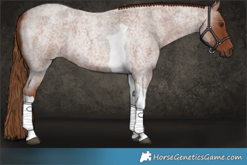 Horse Color:Red Roan Tobiano 