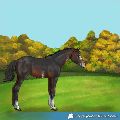 Horse Color:White Spotted Brown Tobiano