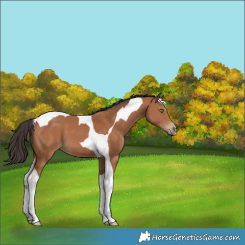 Horse Color:Bay Tobiano 