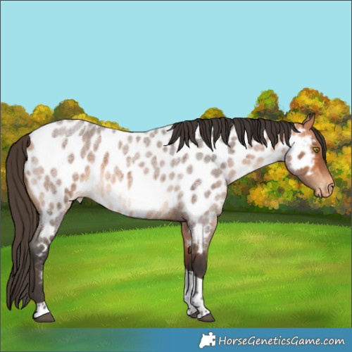 Horse Color:Bay Roan Tobiano Near Leopard 