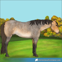 Horse Color:Buckskin Roan