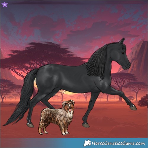 Horse Color:Black and Black