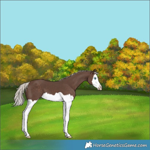 Horse Color:Silver Black Splash