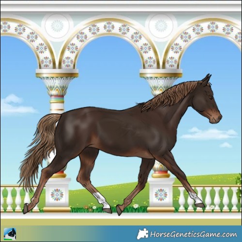Horse Color:Liver Chestnut and Liver Chestnut