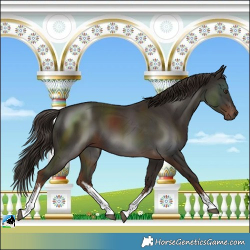 Horse Color:White Spotted Liver Chestnut 