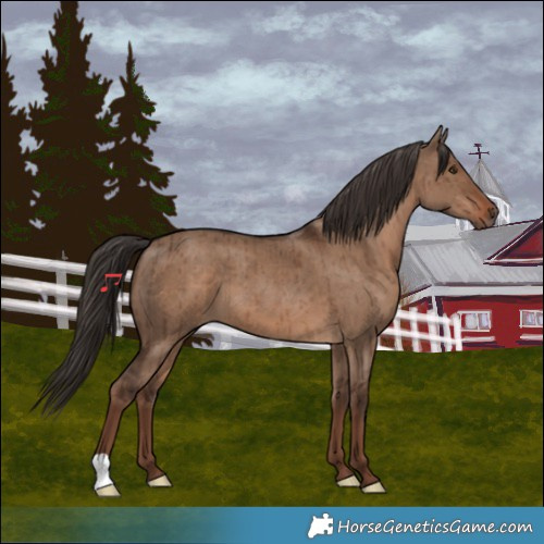 Horse Color:Liver Red Dun Brindle