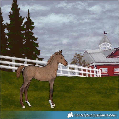 Horse Color:Liver Red Dun Brindle 
