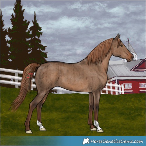 Horse Color:Liver Red Dun Brindle 