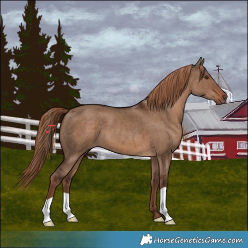 Horse Color:Liver Red Dun Brindle 