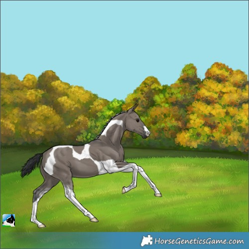 Horse Color:Grullo Tobiano 