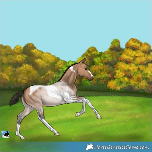Horse Color:Bay Dun Tobiano 