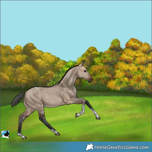 Horse Color:Bay Dun Merle Tobiano
