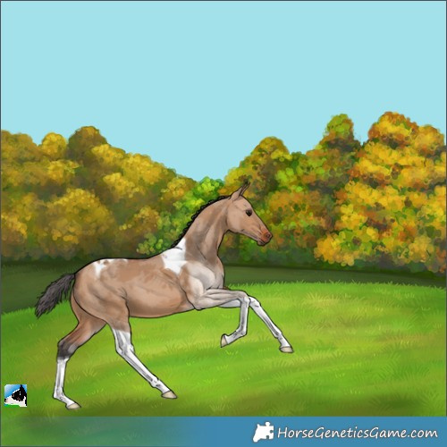 Horse Color:Bay Dun Merle Tobiano