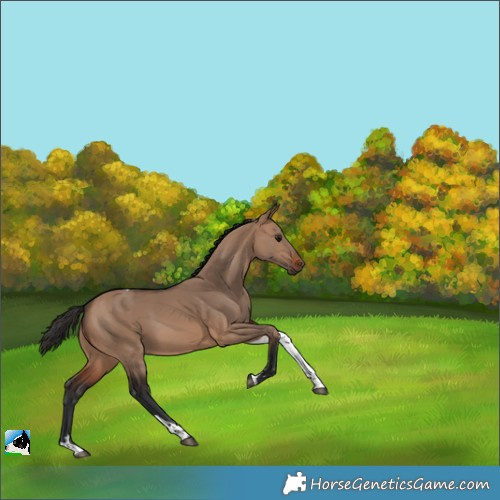 Horse Color:Brown Dun Tobiano