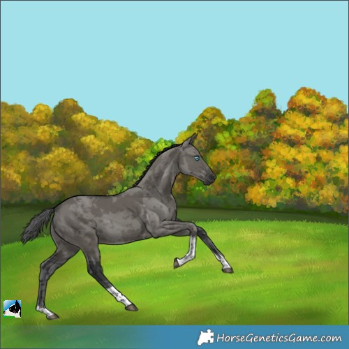 Horse Color:Grullo Merle Tobiano