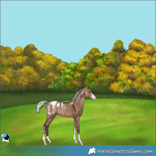 Horse Color:Powder White Silver Brown Dun Appaloosa