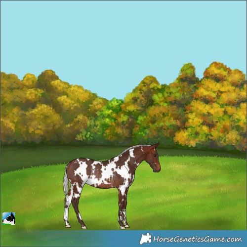 Horse Color:White Spotted Silver Brown Rabicano 