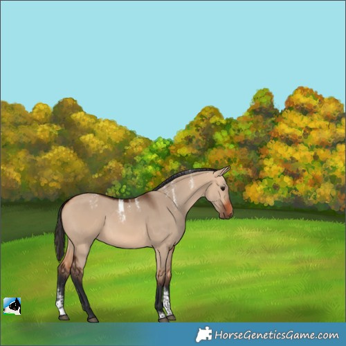 Horse Color:Powder White Bay Dun