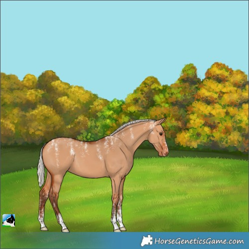 Horse Color:Powder White Silver Bay Dun Appaloosa