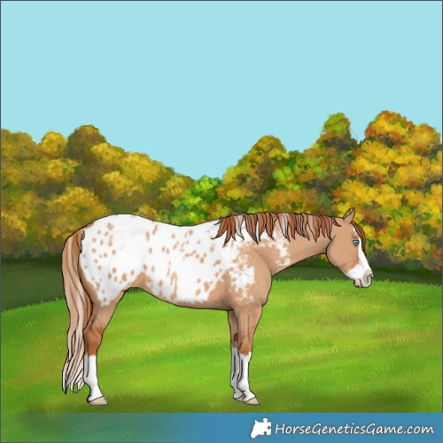 Horse Color:Powder White Red Dun Splash Blanket 