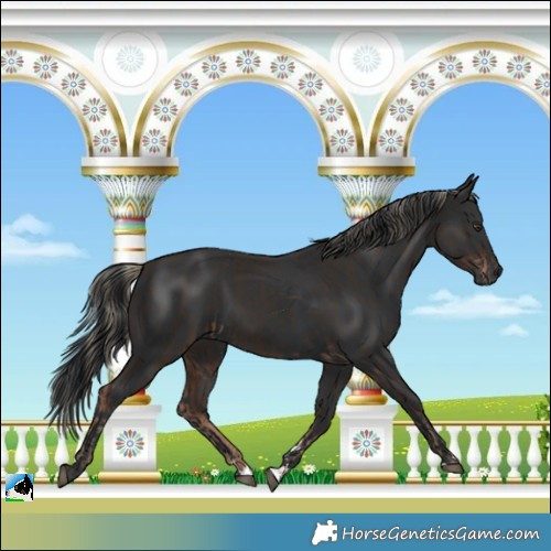 Horse Color:Liver Chestnut and Black