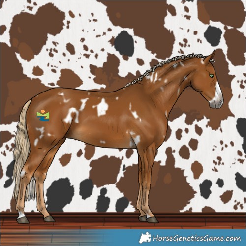 Horse Color:Gray White Spotted Palomino Frame 