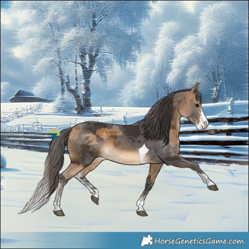 Horse Color:Buckskin Merle Sabino Tobiano Rabicano 
