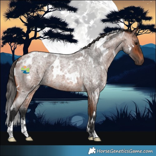 Horse Color:White Spotted Bay Roan