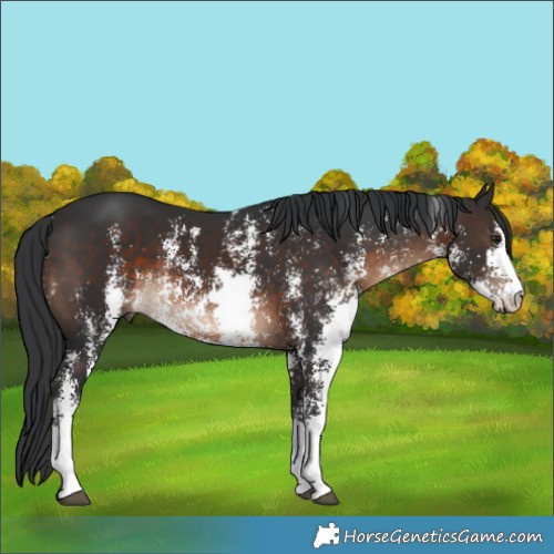 Horse Color:Brown Sabino Rabicano 