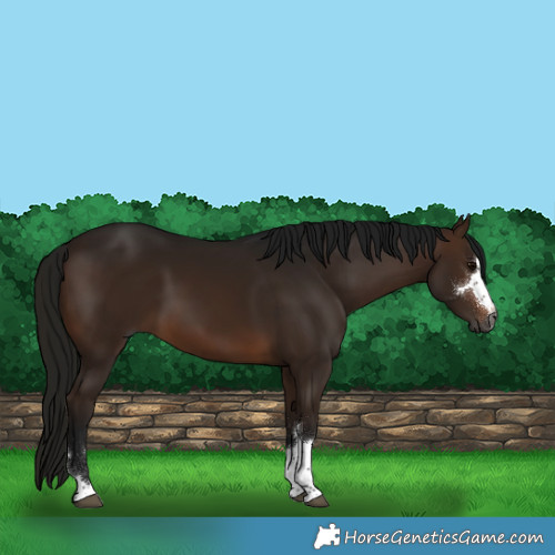 Horse Color:Gray Bay 