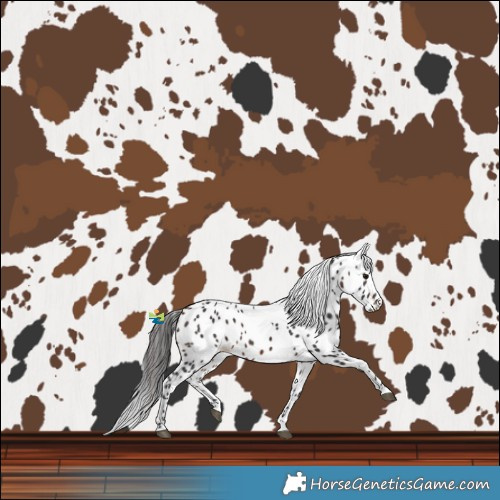 Horse Color:Brown Leopard