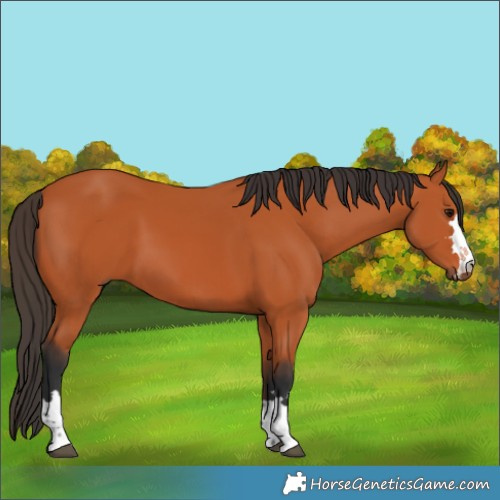 Horse Color:Bay 