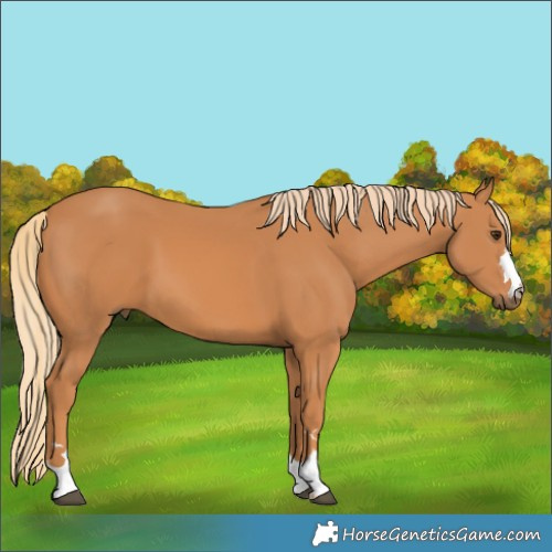 Horse Color:Chestnut 
