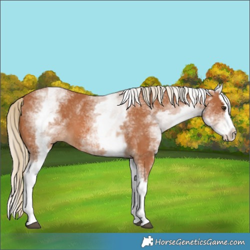 Horse Color:White Spotted Chestnut Splash 