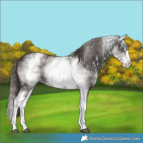 Horse Color:White Spotted Liver Chestnut Splash 