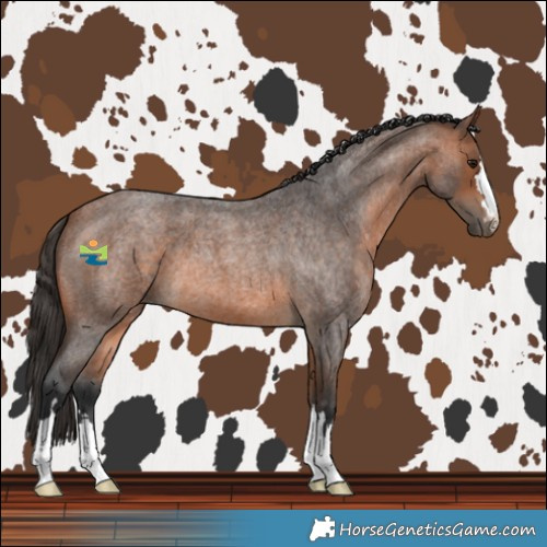 Horse Color:Bay Roan
